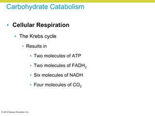 © 2015 Pearson Education, Inc.
Carbohydrate Catabolism
• Cellular Respiration
• The Krebs cycle
• Results in
• Two molecules of ATP
• Two molecules of FADH2
• Six molecules of NADH
• Four molecules of CO2
 
