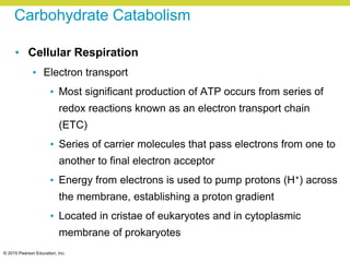 © 2015 Pearson Education, Inc.
Carbohydrate Catabolism
• Cellular Respiration
• Electron transport
• Most significant production of ATP occurs from series of
redox reactions known as an electron transport chain
(ETC)
• Series of carrier molecules that pass electrons from one to
another to final electron acceptor
• Energy from electrons is used to pump protons (H+) across
the membrane, establishing a proton gradient
• Located in cristae of eukaryotes and in cytoplasmic
membrane of prokaryotes
 