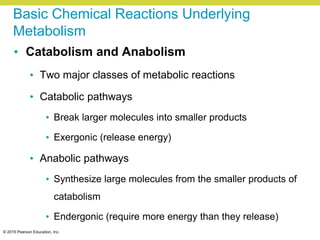 © 2015 Pearson Education, Inc.
Basic Chemical Reactions Underlying
Metabolism
• Catabolism and Anabolism
• Two major classes of metabolic reactions
• Catabolic pathways
• Break larger molecules into smaller products
• Exergonic (release energy)
• Anabolic pathways
• Synthesize large molecules from the smaller products of
catabolism
• Endergonic (require more energy than they release)
 