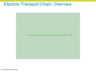 © 2015 Pearson Education, Inc.
Electron Transport Chain: Overview
 