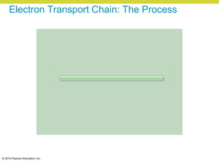 © 2015 Pearson Education, Inc.
Electron Transport Chain: The Process
 