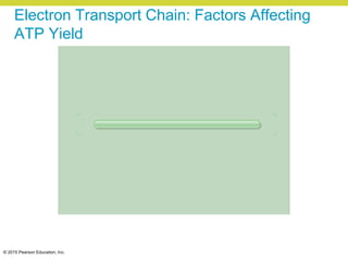 © 2015 Pearson Education, Inc.
Electron Transport Chain: Factors Affecting
ATP Yield
 