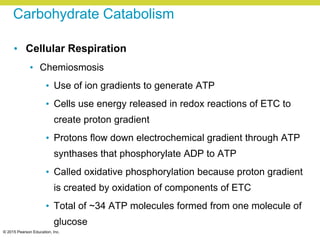 © 2015 Pearson Education, Inc.
Carbohydrate Catabolism
• Cellular Respiration
• Chemiosmosis
• Use of ion gradients to generate ATP
• Cells use energy released in redox reactions of ETC to
create proton gradient
• Protons flow down electrochemical gradient through ATP
synthases that phosphorylate ADP to ATP
• Called oxidative phosphorylation because proton gradient
is created by oxidation of components of ETC
• Total of ~34 ATP molecules formed from one molecule of
glucose
 