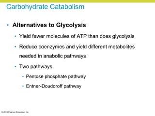© 2015 Pearson Education, Inc.
Carbohydrate Catabolism
• Alternatives to Glycolysis
• Yield fewer molecules of ATP than does glycolysis
• Reduce coenzymes and yield different metabolites
needed in anabolic pathways
• Two pathways
• Pentose phosphate pathway
• Entner-Doudoroff pathway
 