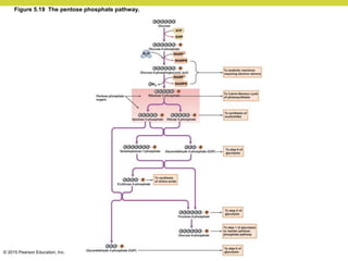 © 2015 Pearson Education, Inc.
Figure 5.19 The pentose phosphate pathway.
 