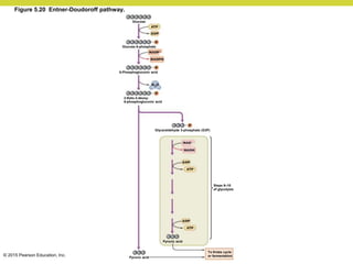 © 2015 Pearson Education, Inc.
Figure 5.20 Entner-Doudoroff pathway.
Glucose
Glucose 6-phosphate
6-Phosphogluconic acid
2-Keto-3-deoxy-
6-phosphogluconic acid
Glyceraldehyde 3-phosphate (G3P)
Pyruvic acid
Pyruvic acid
To Krebs cycle
or fermentation
Steps 6–10
of glycolysis
 