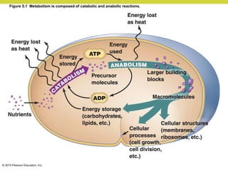 © 2015 Pearson Education, Inc.
Figure 5.1 Metabolism is composed of catabolic and anabolic reactions.
 