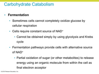 © 2015 Pearson Education, Inc.
Carbohydrate Catabolism
• Fermentation
• Sometimes cells cannot completely oxidize glucose by
cellular respiration
• Cells require constant source of NAD+
• Cannot be obtained simply by using glycolysis and Krebs
cycle
• Fermentation pathways provide cells with alternative source
of NAD+
• Partial oxidation of sugar (or other metabolites) to release
energy using an organic molecule from within the cell as
final electron acceptor
 