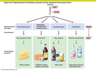 © 2015 Pearson Education, Inc.
Figure 5.22 Representative fermentation products and the organisms that produce them.
 
