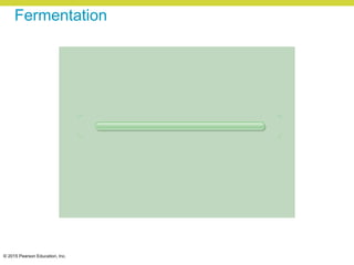 © 2015 Pearson Education, Inc.
Fermentation
 