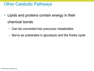 © 2015 Pearson Education, Inc.
Other Catabolic Pathways
• Lipids and proteins contain energy in their
chemical bonds
• Can be converted into precursor metabolites
• Serve as substrates in glycolysis and the Krebs cycle
 