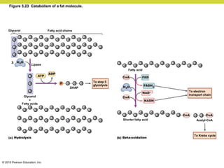 © 2015 Pearson Education, Inc.
Figure 5.23 Catabolism of a fat molecule.
Fatty acid chains
Glycerol
Lipase
3
Glycerol
+
Fatty acids
Hydrolysis
DHAP
To step 5
glycolysis
Fatty acid
To electron
transport chain
Acetyl-CoA
To Krebs cycle
Shorter fatty acid
Beta-oxidation
 