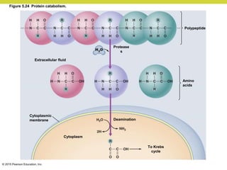© 2015 Pearson Education, Inc.
Extracellular fluid
Protease
s
Polypeptide
Amino
acids
Cytoplasmic
membrane
Cytoplasm
Deamination
To Krebs
cycle
Figure 5.24 Protein catabolism.
 