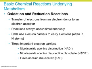 © 2015 Pearson Education, Inc.
Basic Chemical Reactions Underlying
Metabolism
• Oxidation and Reduction Reactions
• Transfer of electrons from an electron donor to an
electron acceptor
• Reactions always occur simultaneously
• Cells use electron carriers to carry electrons (often in
H atoms)
• Three important electron carriers
• Nicotinamide adenine dinucleotide (NAD+)
• Nicotinamide adenine dinucleotide phosphate (NADP+)
• Flavin adenine dinucleotide (FAD)
 