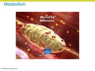 © 2015 Pearson Education, Inc.
Metabolism
 
