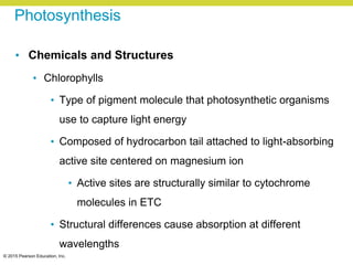 © 2015 Pearson Education, Inc.
Photosynthesis
• Chemicals and Structures
• Chlorophylls
• Type of pigment molecule that photosynthetic organisms
use to capture light energy
• Composed of hydrocarbon tail attached to light-absorbing
active site centered on magnesium ion
• Active sites are structurally similar to cytochrome
molecules in ETC
• Structural differences cause absorption at different
wavelengths
 