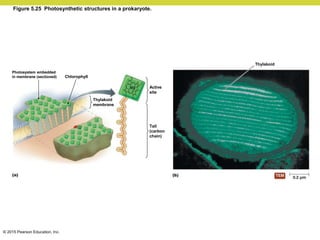 © 2015 Pearson Education, Inc.
Figure 5.25 Photosynthetic structures in a prokaryote.
Photosystem embedded
in membrane (sectioned) Chlorophyll
Thylakoid
membrane
Active
site
Tail
(carbon
chain)
Thylakoid
 