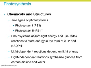 © 2015 Pearson Education, Inc.
Photosynthesis
• Chemicals and Structures
• Two types of photosystems
• Photosystem I (PS I)
• Photosystem II (PS II)
• Photosystems absorb light energy and use redox
reactions to store energy in the form of ATP and
NADPH
• Light-dependent reactions depend on light energy
• Light-independent reactions synthesize glucose from
carbon dioxide and water
 