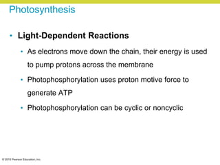 © 2015 Pearson Education, Inc.
Photosynthesis
• Light-Dependent Reactions
• As electrons move down the chain, their energy is used
to pump protons across the membrane
• Photophosphorylation uses proton motive force to
generate ATP
• Photophosphorylation can be cyclic or noncyclic
 