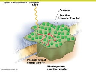 © 2015 Pearson Education, Inc.
Acceptor
Light
Reaction
center chlorophyll
Possible path of
energy transfer
Photosystem:
reaction center
Figure 5.26 Reaction center of a photosystem.
 