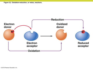 © 2015 Pearson Education, Inc.
Figure 5.2 Oxidation-reduction, or redox, reactions.
 