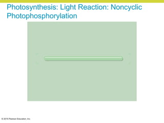 © 2015 Pearson Education, Inc.
Photosynthesis: Light Reaction: Noncyclic
Photophosphorylation
 