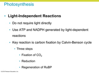 © 2015 Pearson Education, Inc.
Photosynthesis
• Light-Independent Reactions
• Do not require light directly
• Use ATP and NADPH generated by light-dependent
reactions
• Key reaction is carbon fixation by Calvin-Benson cycle
• Three steps
• Fixation of CO2
• Reduction
• Regeneration of RuBP
 