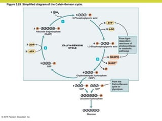 © 2015 Pearson Education, Inc.
Figure 5.28 Simplified diagram of the Calvin-Benson cycle.
 