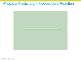 © 2015 Pearson Education, Inc.
Photosynthesis: Light-Independent Reaction
 