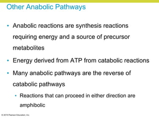 © 2015 Pearson Education, Inc.
Other Anabolic Pathways
• Anabolic reactions are synthesis reactions
requiring energy and a source of precursor
metabolites
• Energy derived from ATP from catabolic reactions
• Many anabolic pathways are the reverse of
catabolic pathways
• Reactions that can proceed in either direction are
amphibolic
 