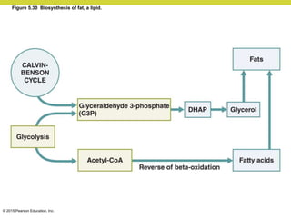 © 2015 Pearson Education, Inc.
Figure 5.30 Biosynthesis of fat, a lipid.
 