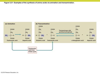 © 2015 Pearson Education, Inc.
Figure 5.31 Examples of the synthesis of amino acids via amination and transamination.
 