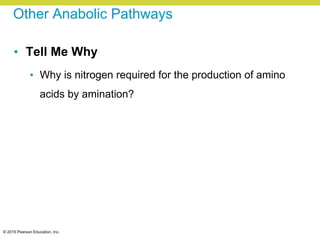 © 2015 Pearson Education, Inc.
Other Anabolic Pathways
• Tell Me Why
• Why is nitrogen required for the production of amino
acids by amination?
 