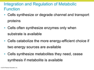 © 2015 Pearson Education, Inc.
Integration and Regulation of Metabolic
Function
• Cells synthesize or degrade channel and transport
proteins
• Cells often synthesize enzymes only when
substrate is available
• Cells catabolize the more energy-efficient choice if
two energy sources are available
• Cells synthesize metabolites they need, cease
synthesis if metabolite is available
 