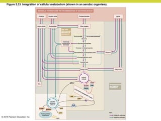 © 2015 Pearson Education, Inc.
Figure 5.33 Integration of cellular metabolism (shown in an aerobic organism).
 