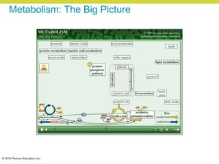 © 2015 Pearson Education, Inc.
Metabolism: The Big Picture
 