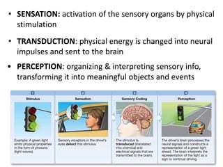 Perception Mechanism Ch05 Sensation & Perception | PDF