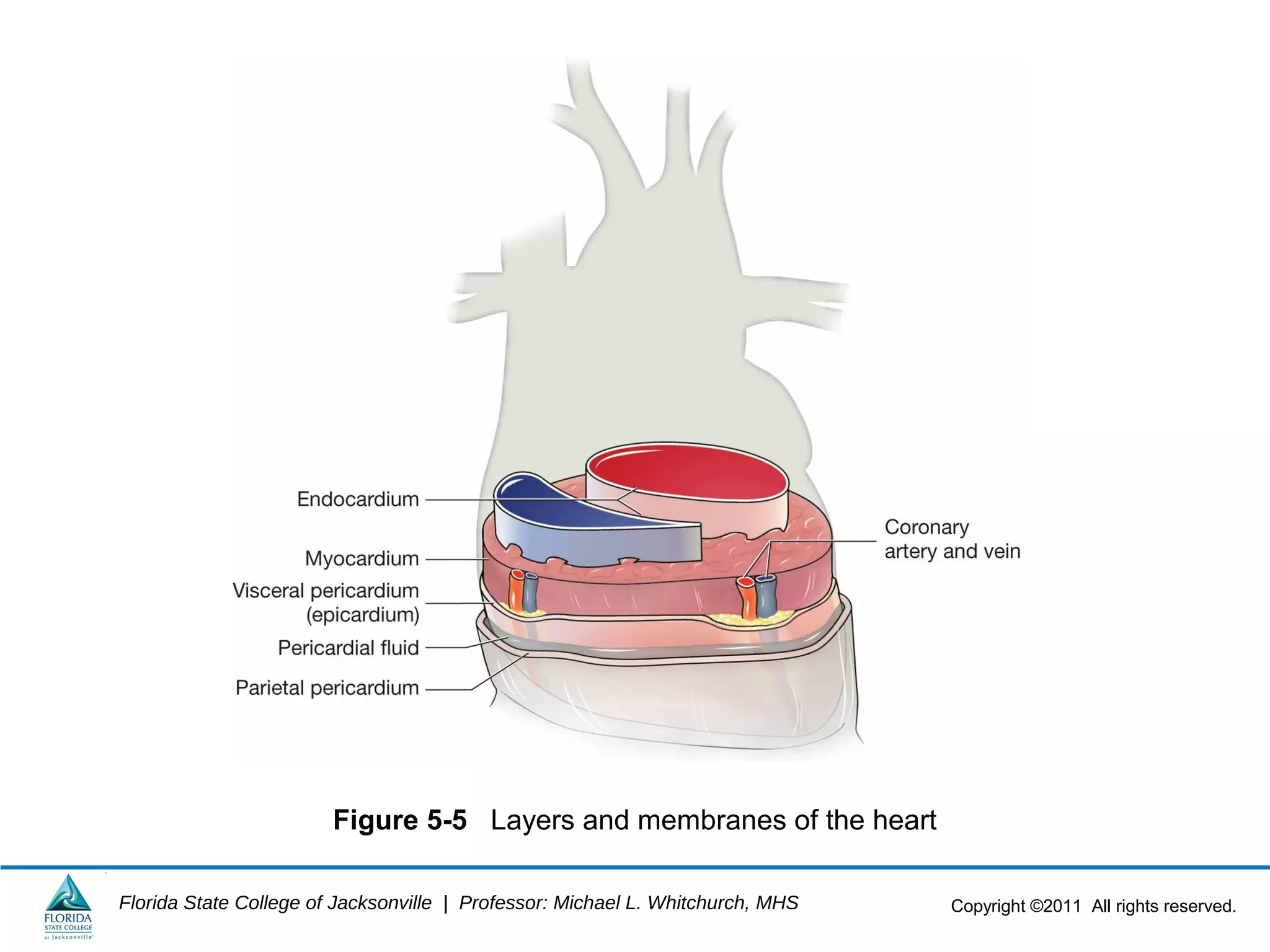 Copyright ©2011 All rights reserved.Florida State College of Jacksonville | Professor: Michael L. Whitchurch, MHS
Figure 5-5 Layers and membranes of the heart
 