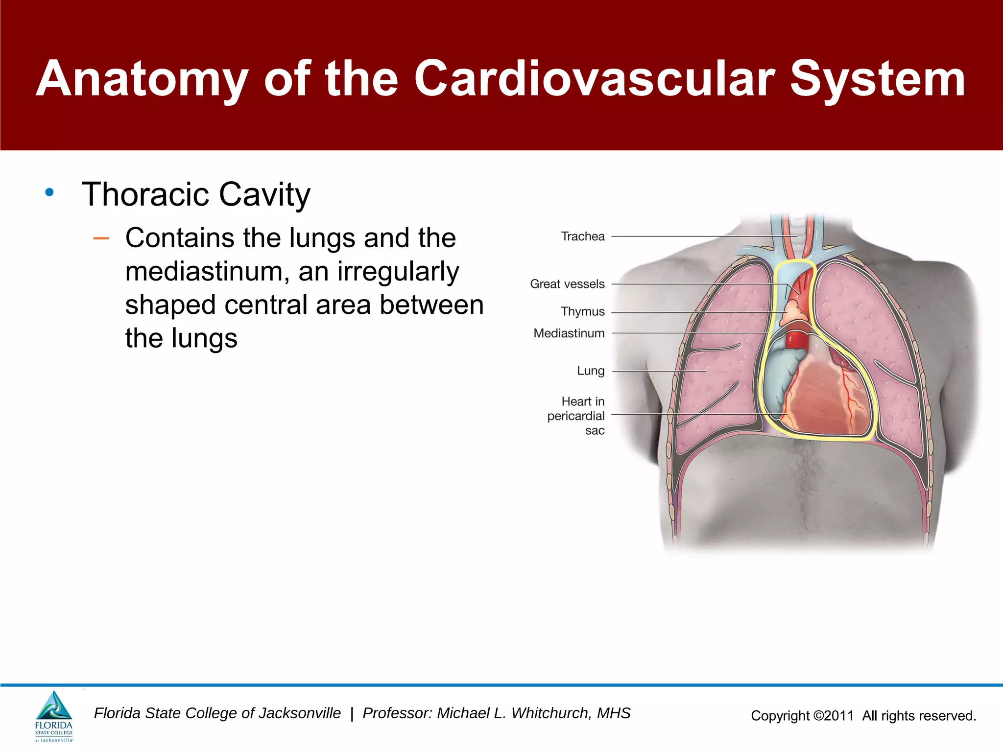 Copyright ©2011 All rights reserved.Florida State College of Jacksonville | Professor: Michael L. Whitchurch, MHS
Anatomy of the Cardiovascular System
• Thoracic Cavity
– Contains the lungs and the
mediastinum, an irregularly
shaped central area between
the lungs
 