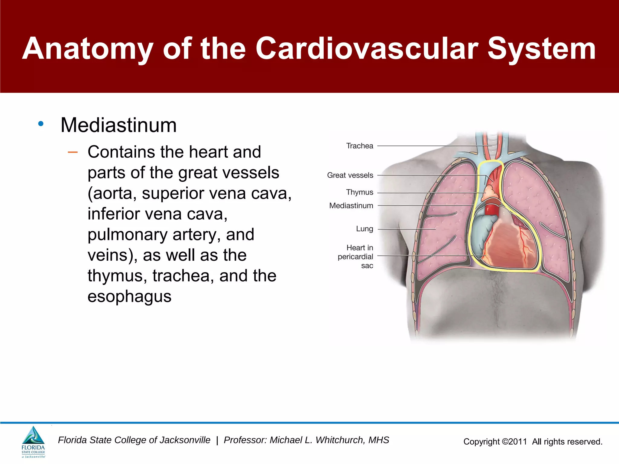 Copyright ©2011 All rights reserved.Florida State College of Jacksonville | Professor: Michael L. Whitchurch, MHS
Anatomy of the Cardiovascular System
• Mediastinum
– Contains the heart and
parts of the great vessels
(aorta, superior vena cava,
inferior vena cava,
pulmonary artery, and
veins), as well as the
thymus, trachea, and the
esophagus
 