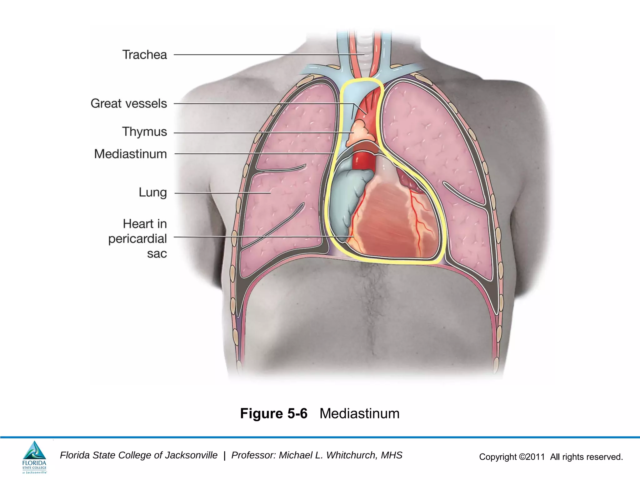 Copyright ©2011 All rights reserved.Florida State College of Jacksonville | Professor: Michael L. Whitchurch, MHS
Figure 5-6 Mediastinum
 