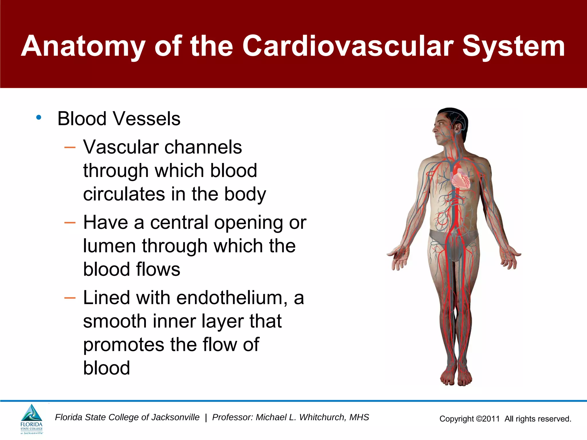 Copyright ©2011 All rights reserved.Florida State College of Jacksonville | Professor: Michael L. Whitchurch, MHS
Anatomy of the Cardiovascular System
• Blood Vessels
– Vascular channels
through which blood
circulates in the body
– Have a central opening or
lumen through which the
blood flows
– Lined with endothelium, a
smooth inner layer that
promotes the flow of
blood
 