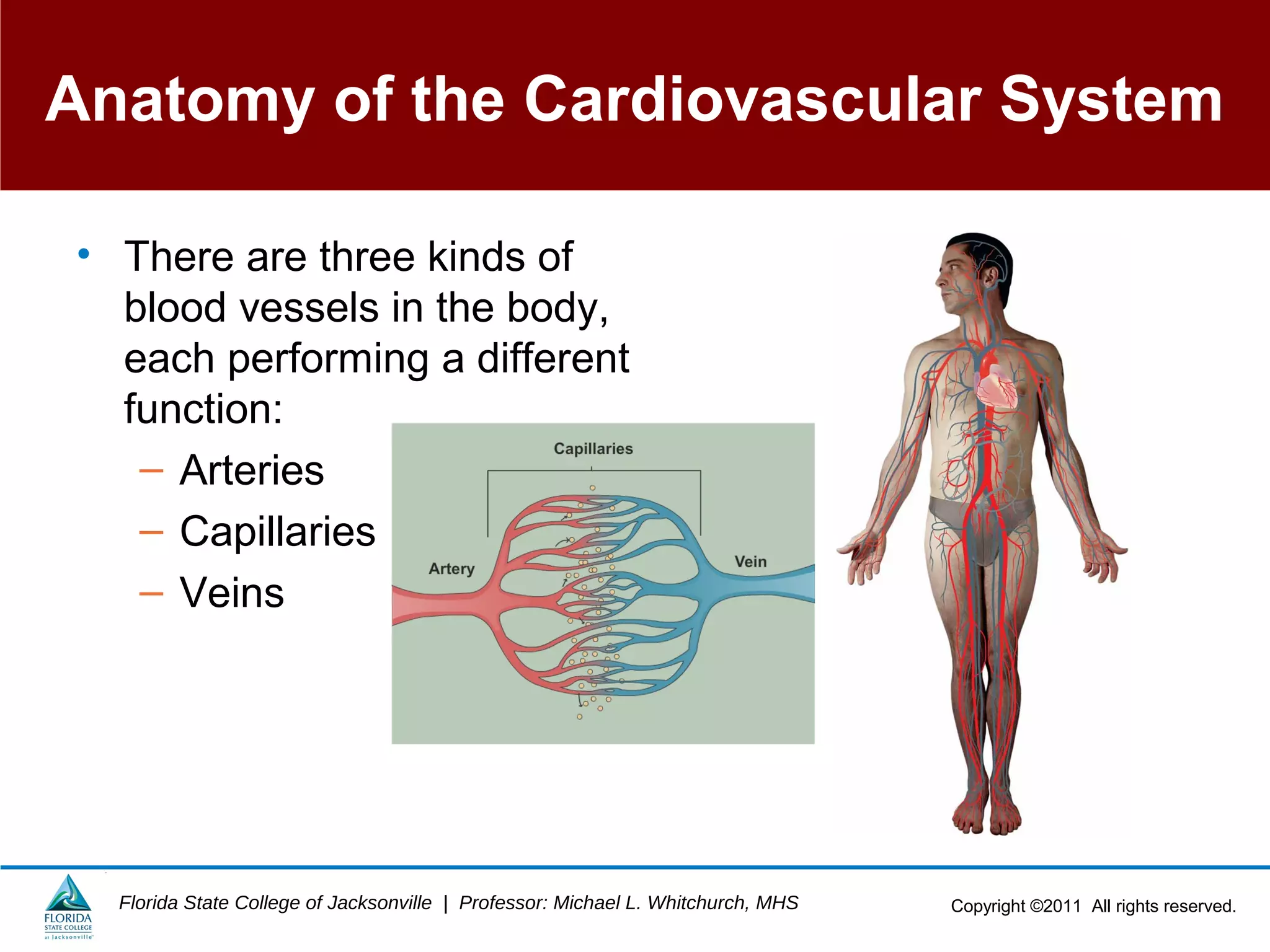 Copyright ©2011 All rights reserved.Florida State College of Jacksonville | Professor: Michael L. Whitchurch, MHS
Anatomy of the Cardiovascular System
• There are three kinds of
blood vessels in the body,
each performing a different
function:
– Arteries
– Capillaries
– Veins
 