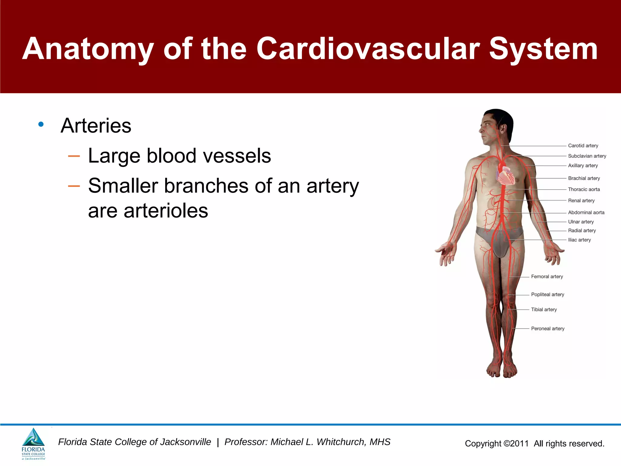 Copyright ©2011 All rights reserved.Florida State College of Jacksonville | Professor: Michael L. Whitchurch, MHS
Anatomy of the Cardiovascular System
• Arteries
– Large blood vessels
– Smaller branches of an artery
are arterioles
 