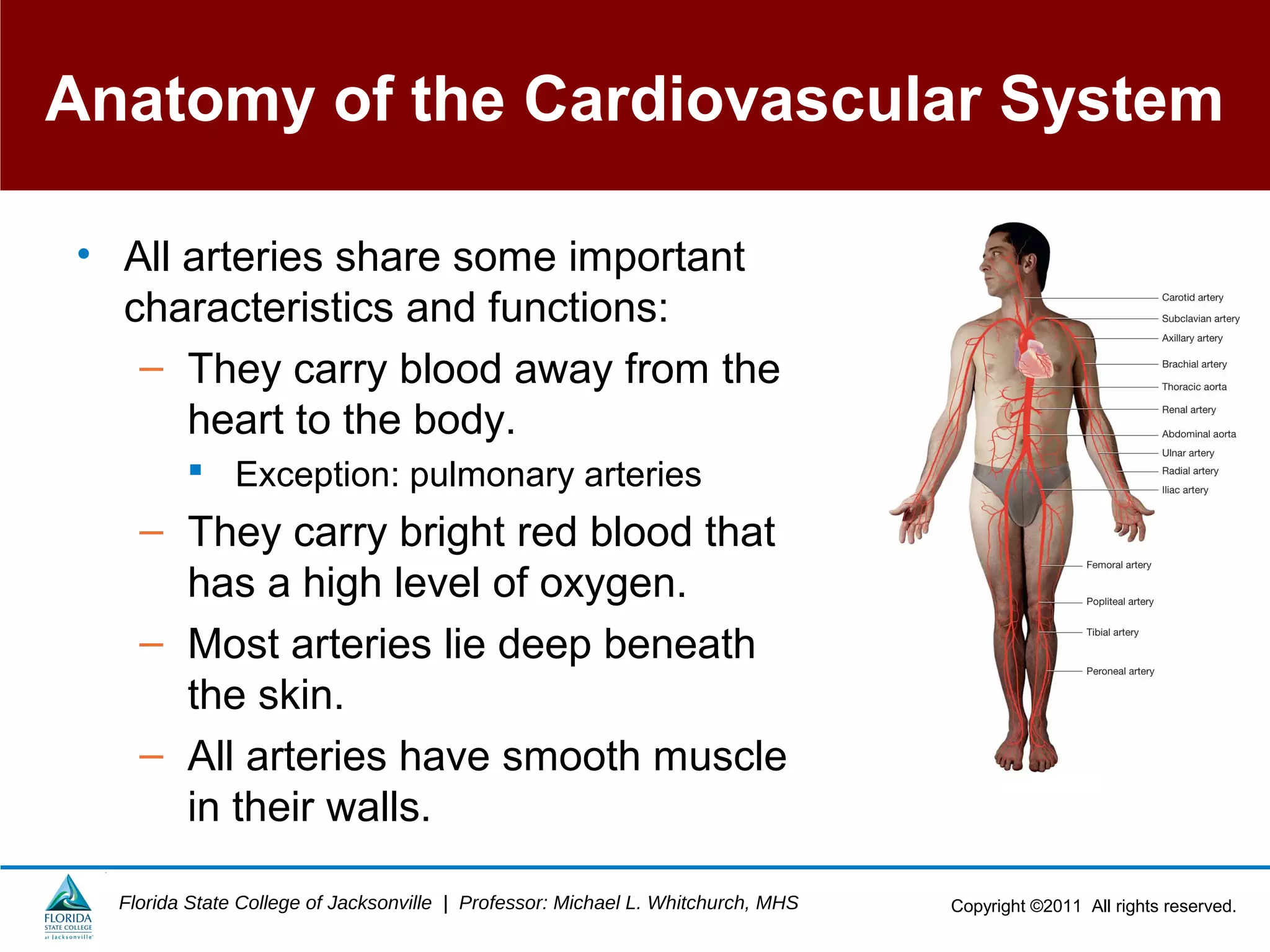 Copyright ©2011 All rights reserved.Florida State College of Jacksonville | Professor: Michael L. Whitchurch, MHS
Anatomy of the Cardiovascular System
• All arteries share some important
characteristics and functions:
– They carry blood away from the
heart to the body.
 Exception: pulmonary arteries
– They carry bright red blood that
has a high level of oxygen.
– Most arteries lie deep beneath
the skin.
– All arteries have smooth muscle
in their walls.
 