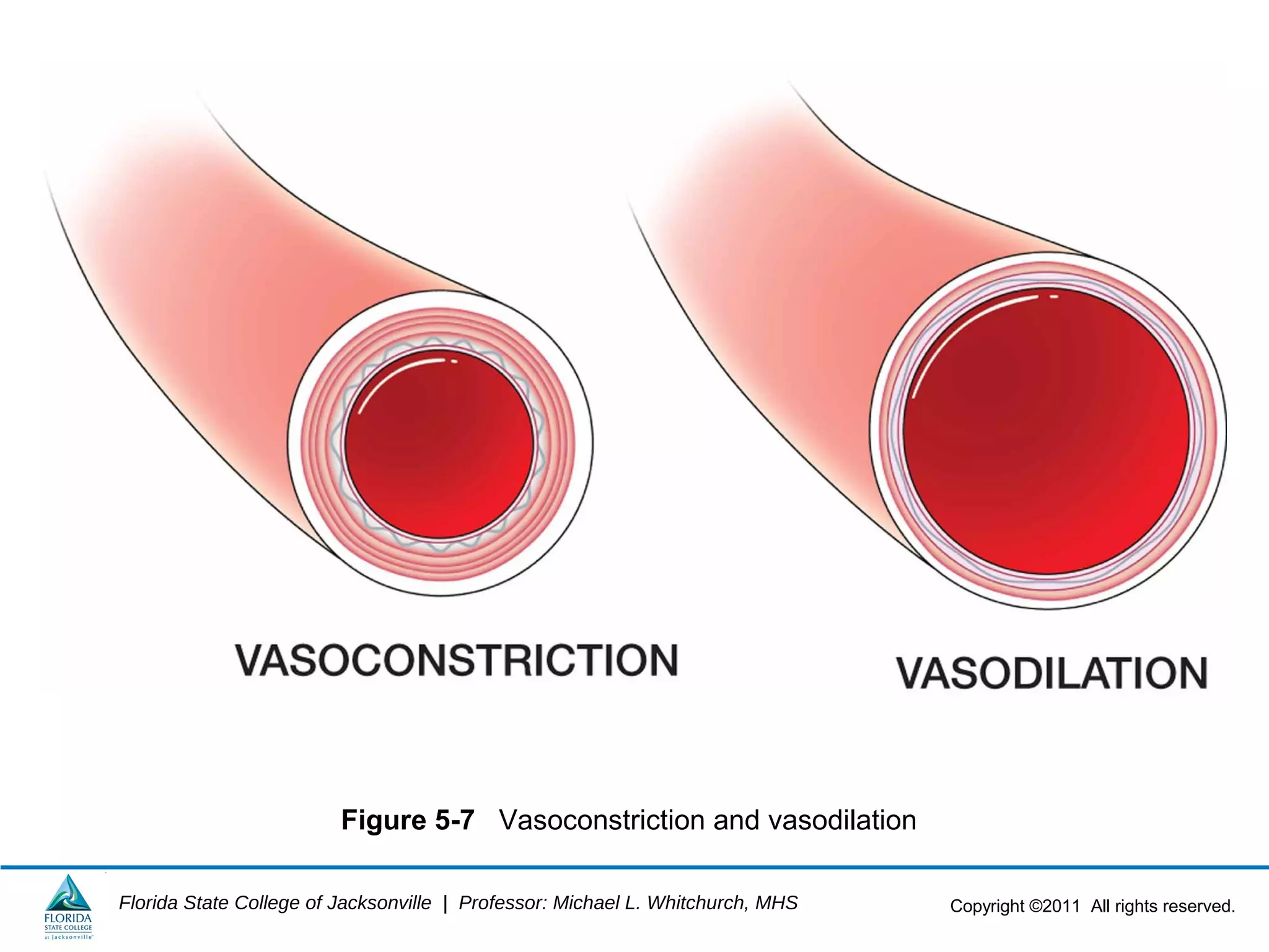 Copyright ©2011 All rights reserved.Florida State College of Jacksonville | Professor: Michael L. Whitchurch, MHS
Figure 5-7 Vasoconstriction and vasodilation
 