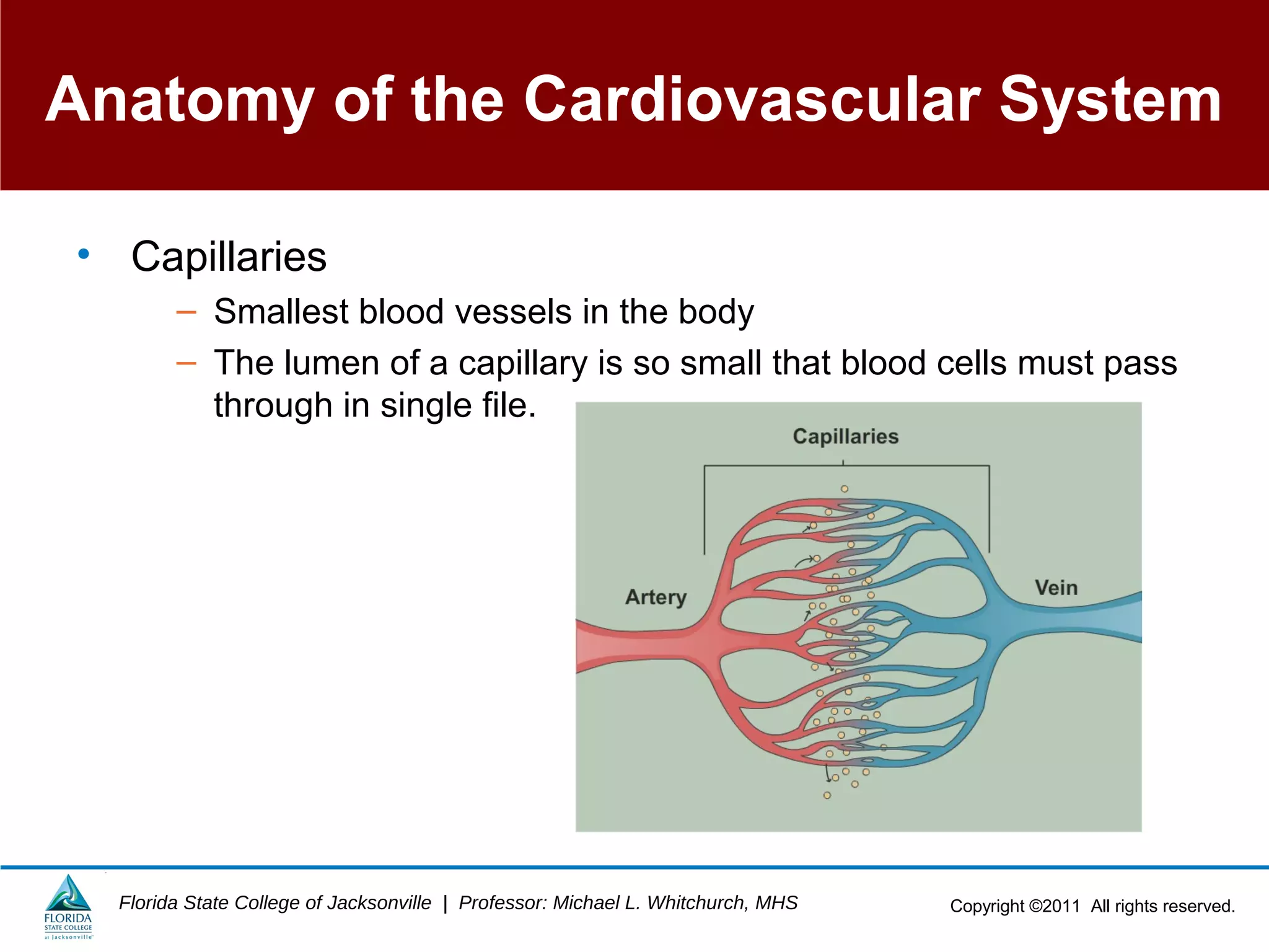 Copyright ©2011 All rights reserved.Florida State College of Jacksonville | Professor: Michael L. Whitchurch, MHS
Anatomy of the Cardiovascular System
• Capillaries
– Smallest blood vessels in the body
– The lumen of a capillary is so small that blood cells must pass
through in single file.
 