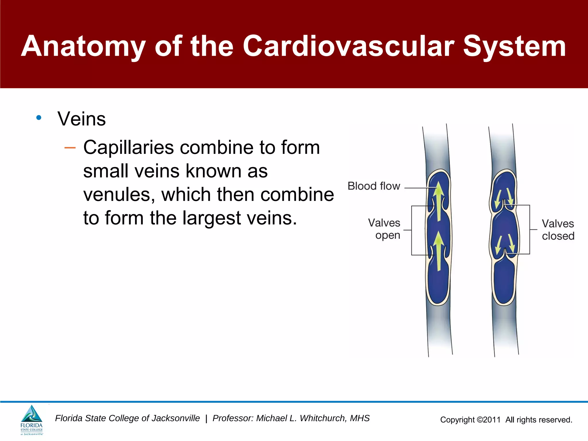 Copyright ©2011 All rights reserved.Florida State College of Jacksonville | Professor: Michael L. Whitchurch, MHS
Anatomy of the Cardiovascular System
• Veins
– Capillaries combine to form
small veins known as
venules, which then combine
to form the largest veins.
 