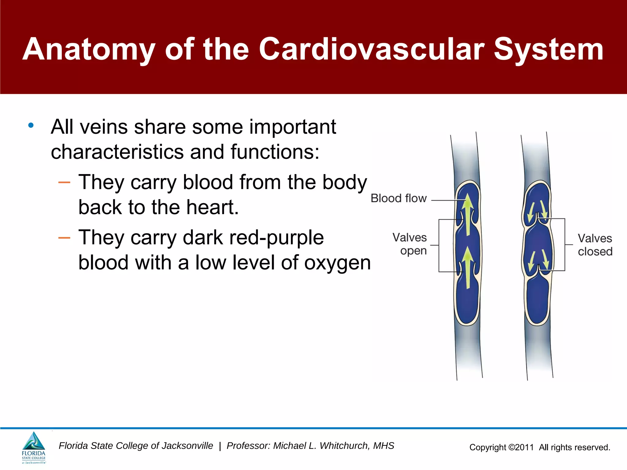 Copyright ©2011 All rights reserved.Florida State College of Jacksonville | Professor: Michael L. Whitchurch, MHS
Anatomy of the Cardiovascular System
• All veins share some important
characteristics and functions:
– They carry blood from the body
back to the heart.
– They carry dark red-purple
blood with a low level of oxygen.
 
