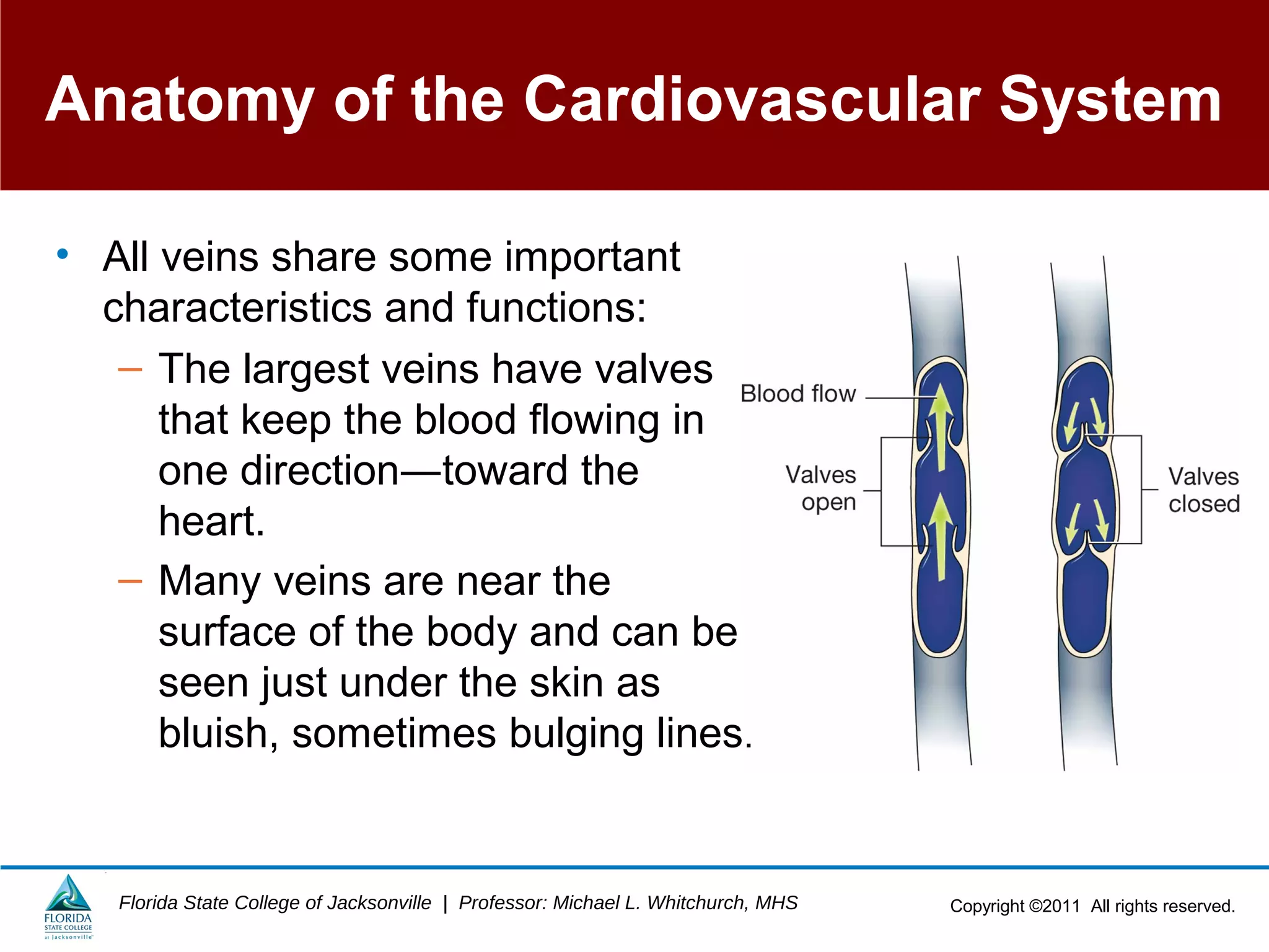 Copyright ©2011 All rights reserved.Florida State College of Jacksonville | Professor: Michael L. Whitchurch, MHS
Anatomy of the Cardiovascular System
• All veins share some important
characteristics and functions:
– The largest veins have valves
that keep the blood flowing in
one direction―toward the
heart.
– Many veins are near the
surface of the body and can be
seen just under the skin as
bluish, sometimes bulging lines.
 